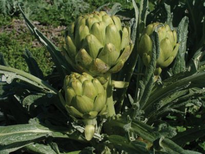 Artichoke