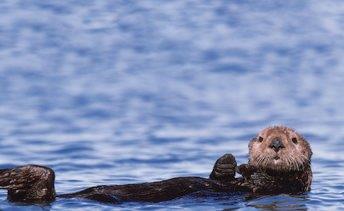 Sea Otter CVB